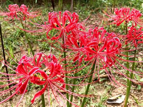 曼陀羅華 曼珠沙華|佛教的花——曼陀羅